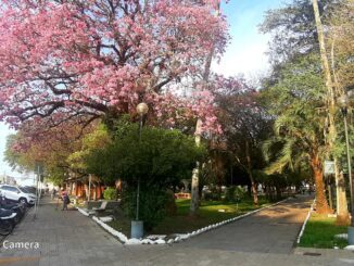 Ipês na Praça Getúlio Vargas