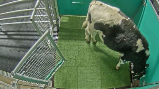 Vacas são ensinadas a usar “banheiro” em iniciativa da Universidade de Auckland Vacas são ensinadas a usar “banheiro” em iniciativa da Universidade de Auckland
