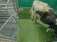 Vacas são ensinadas a usar “banheiro” em iniciativa da Universidade de Auckland