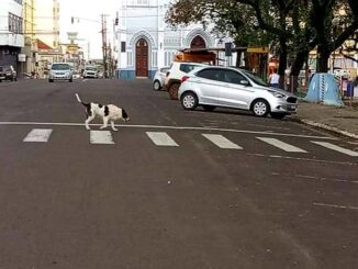 Cão atravessa em cima da faixa de segurança