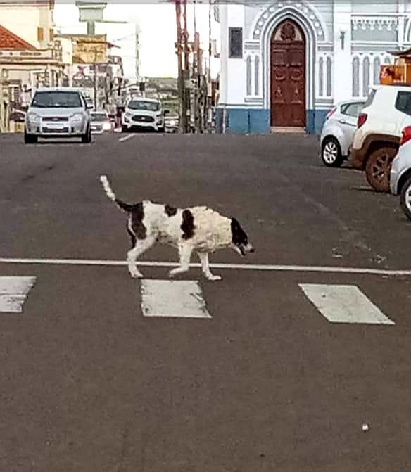 Cão atravessa em cima da faixa de segurança