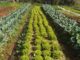 Horticultura nos assentamentos