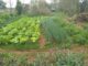 Horticultura nos assentamentos
