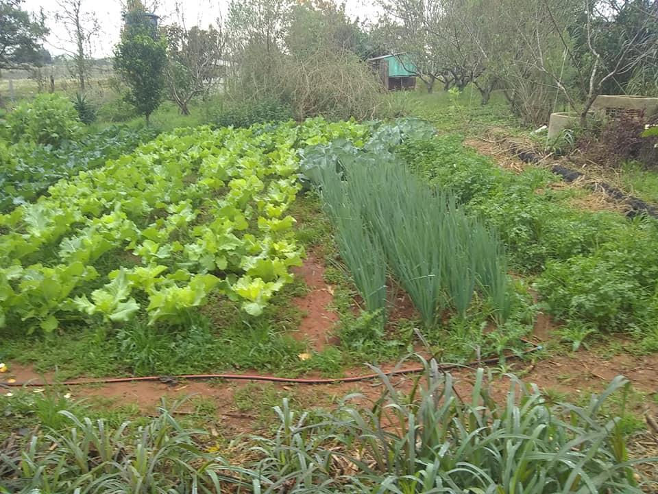 Horticultura nos assentamentos