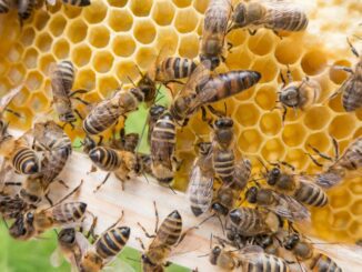 Por que as abelhas não podem ser extintas?