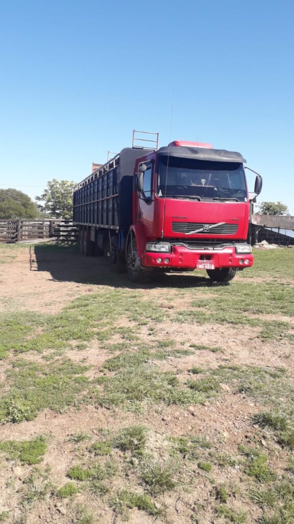 Caminhão aguarda para carregar bois em Alegrete