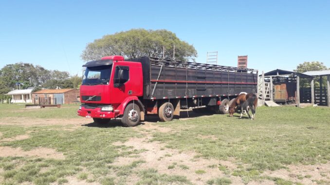 Caminhão aguarda para carregar bois em Alegrete Caminhão aguarda para carregar bois em Alegrete