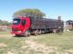 Caminhão aguarda para carregar bois em Alegrete