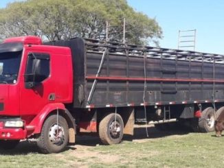 Caminhão aguarda para carregar bois em Alegrete