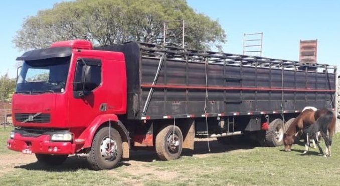 Caminhão aguarda para carregar bois em Alegrete