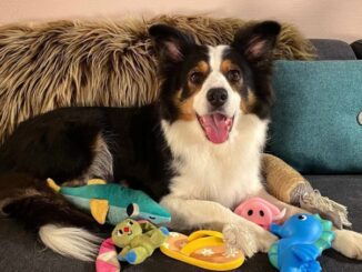 Pets “geniais”: pesquisa da Hungria descobre cachorros capazes de compreender o nome de até 100 objetos