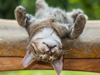 Seu gato dorme muito? Descubra por quê