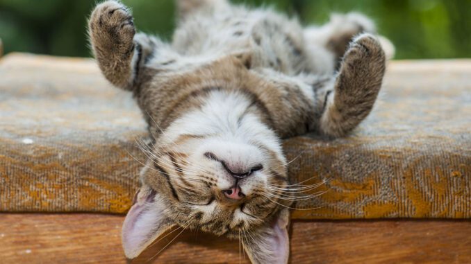 Seu gato dorme muito? Descubra por quê Seu gato dorme muito? Descubra por quê