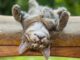 Seu gato dorme muito? Descubra por quê