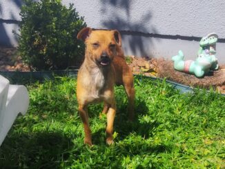 Taz é dócil e amável