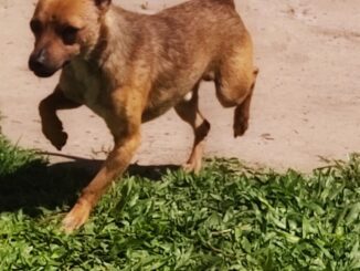 Taz é um cão de pequeno porte