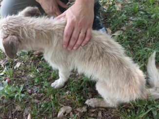 Cão deixado para morrer em pilar da Ponte Férrea foi resgata por PM