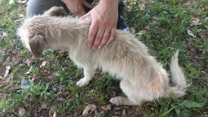 Cão deixado para morrer em pilar da Ponte Férrea foi resgata por PM