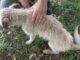 Cão deixado para morrer em pilar da Ponte Férrea foi resgata por PM