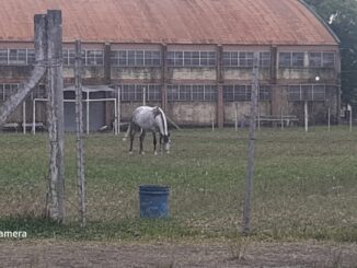 Cavalo pastando no campo do Oswaldo Aranha