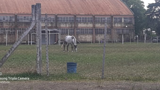 Cavalo pastando no campo do Oswaldo Aranha