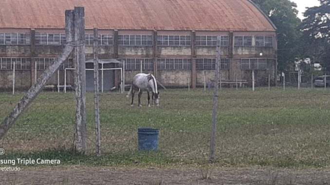 Cavalo pastando no campo do Oswaldo Aranha Cavalo pastando no campo do Oswaldo Aranha
