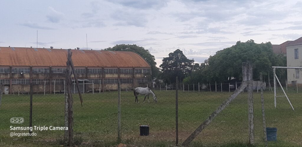 Cavalo pastando no campo do Oswaldo Aranha