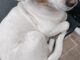 Crueldade sobre rodas: motorista desconsidera apelo, atropela e mata duas cachorrinhas