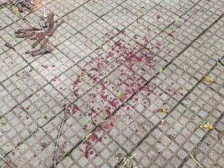 Galho atinge mulher na Praça Getúlio Vargas