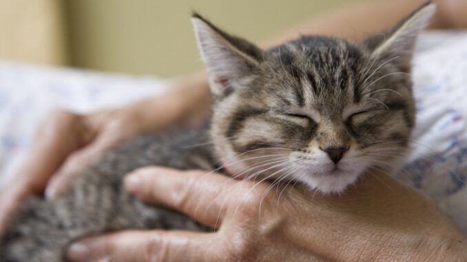 Gatos: eles que adotam você Gatos: eles que adotam você