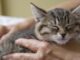 Gatos: eles que adotam você