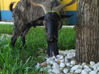 Cabrito quebra rotina na APAE de Alegrete