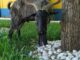 Cabrito quebra rotina na APAE de Alegrete