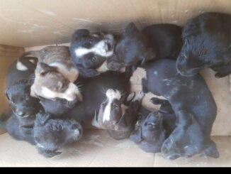 Cães abandonados