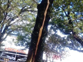 Raio caiu em árvore