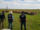 Decrab: Polícia Civil recupera animais furtados em Uruguaiana