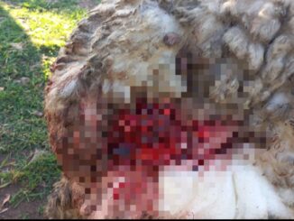 Cães atacam rebanho no PaiPasso; carneiro premiado na Expointer foi gravemente ferido