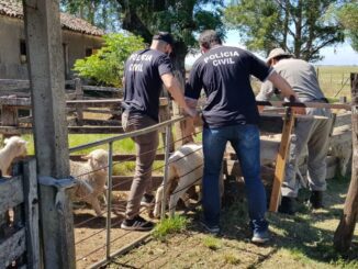 Decrab: Polícia Civil recupera animais furtados em Uruguaiana