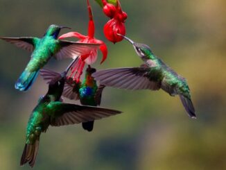 Beija-Flor: beleza a serviço da vida do planeta