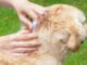 Cão- prevenção de carrapato