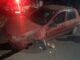 Carro bate e arranca árvore na Avenida Doutor Lauro Dorneles