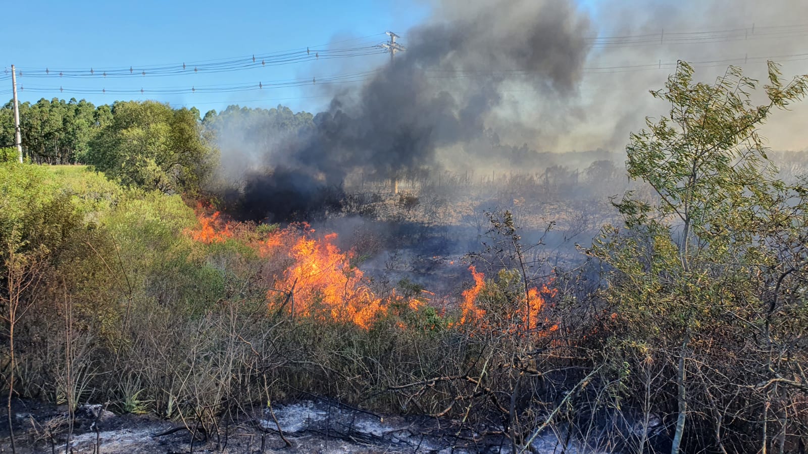 Incêndio de grandes proporções atinge vegetação em Alegrete