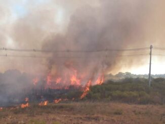 Incêndio de grandes proporções atinge vegetação em Alegrete