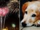 Tenha empatia, não solte fogos logo mais durante a virada