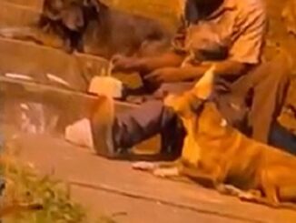 Morador de rua compra bolo para comemorar aniversário de um de seus cães