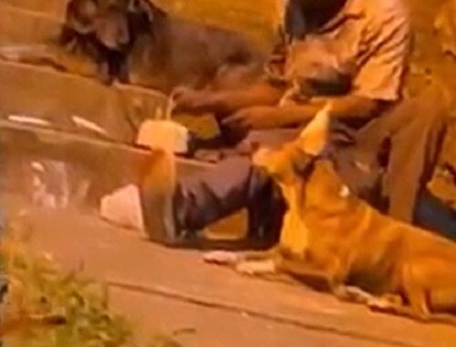 Morador de rua compra bolo para comemorar aniversário de um de seus cães Morador de rua compra bolo para comemorar aniversário de um de seus cães