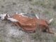 Polícia Civil constata situação de maus-tratos a animais