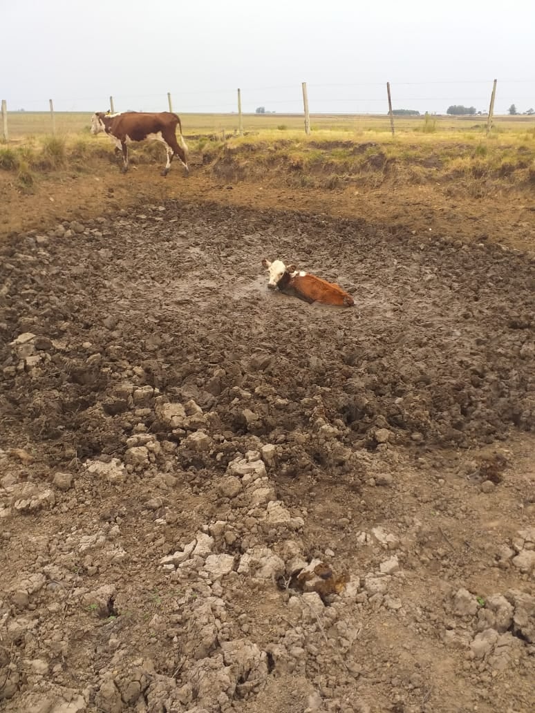 Polícia Civil constata situação de maus-tratos a animais