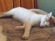 Gato Chaveco sumiu