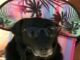 Cachorra que viralizou em praia tem 9 anos e vive no Rio Grande do Sul